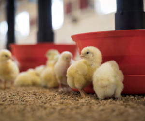 Multibeck gamme référence