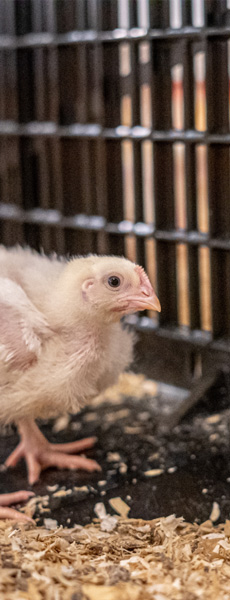 Équipements intérieurs