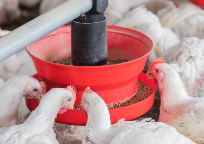 Poulet adulte 841 COUPE