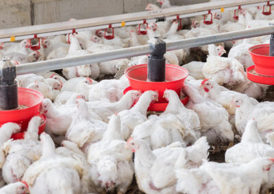 Poulet adulte AS6A0887