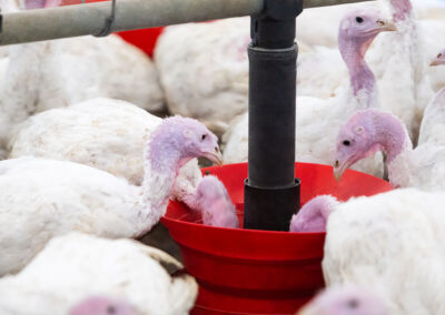 Dindes adultes AS6A8330