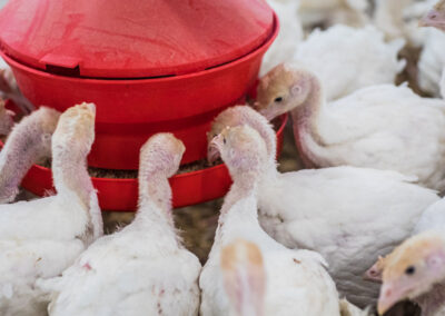 Dindonneaux AS6A8706