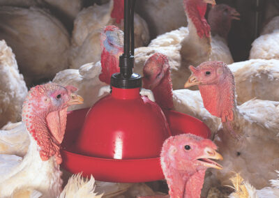 Abreuvoir compact 2104005 with Turkeys