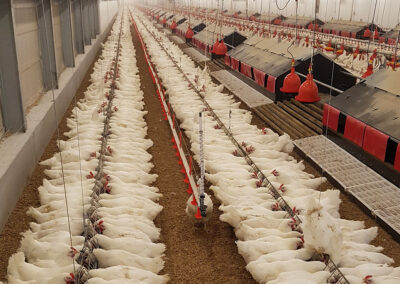 Chaîne d'alimentation pour poules pondeuses blanches