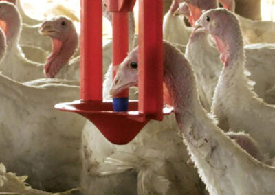 Pipette pour dindes Plasson