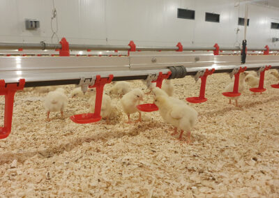 Pipette et godet pour poussins