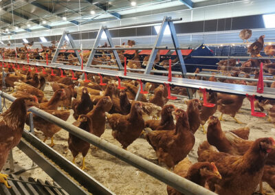 Pipettes pour poules pondeuses